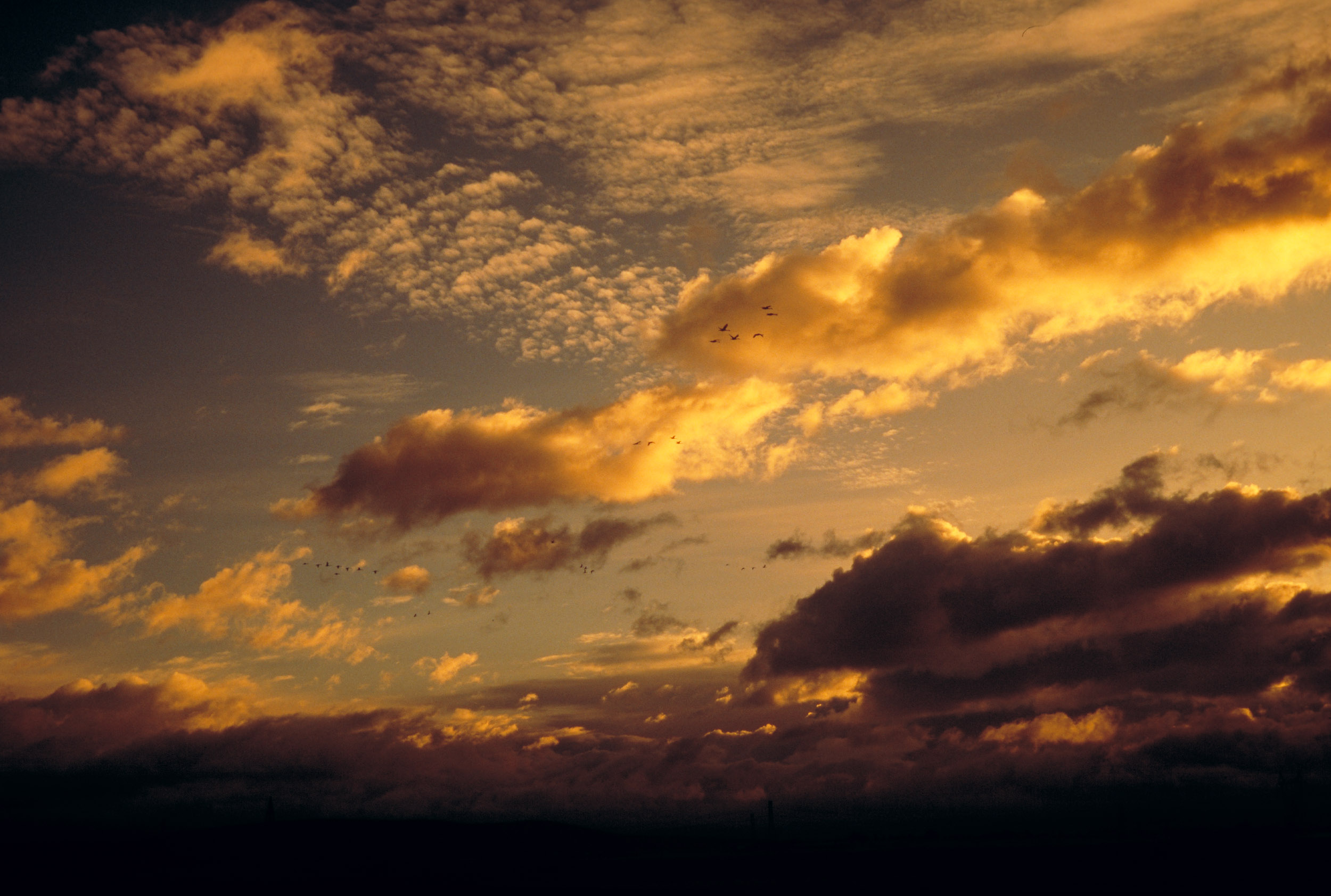 Golden sunset with dramatic clouds above silhouetted treetops